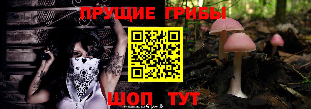Галлюциногенные грибы Psilocybine cubensis Карачаевск